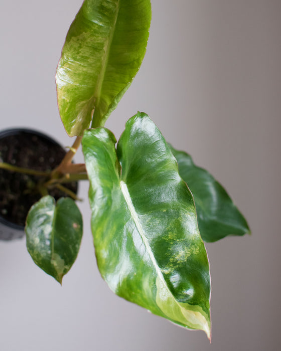 Philodendron 'Burle Marx' Variegated - 4"