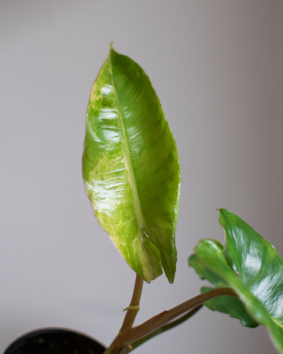 Philodendron 'Burle Marx' Variegated - 4"