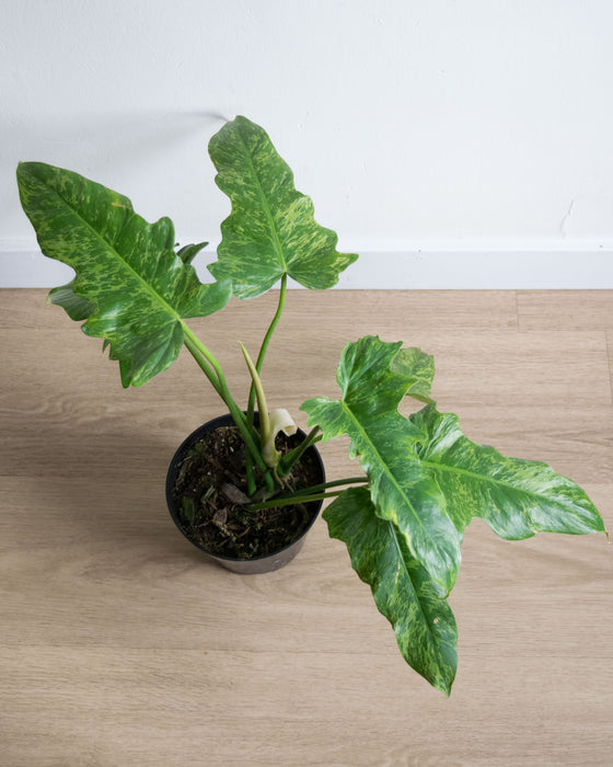 Philodendron Golden Dragon - 6"