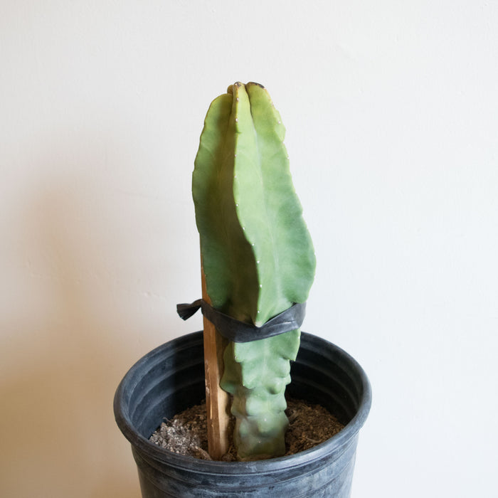 Lophocereus Schottii Monstrosus 'Totem Pole Cactus' - 10"