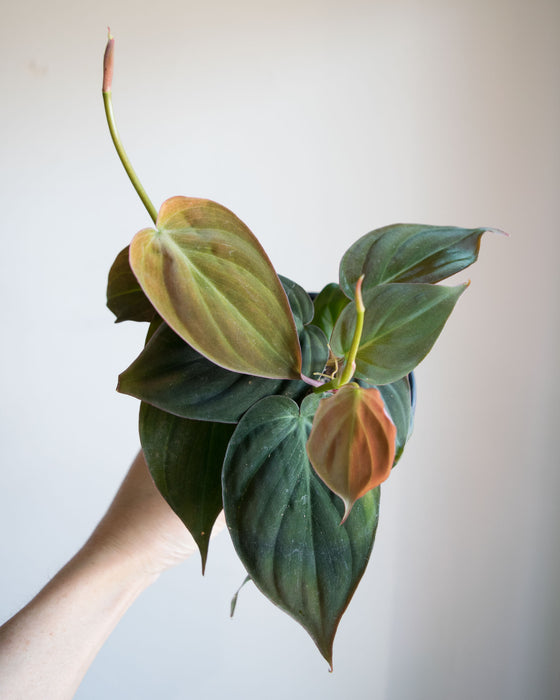 Philodendron Micans - 4"