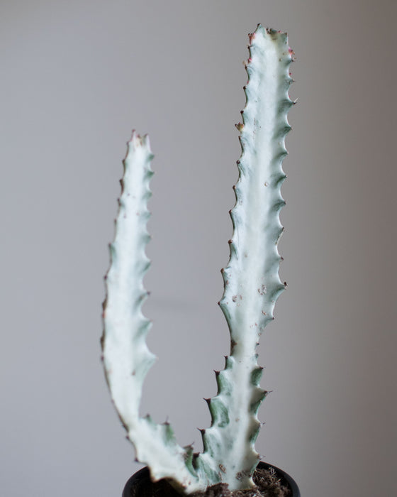 Euphorbia Lactea 'White Ghost' - 4"