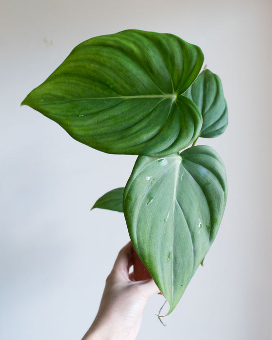 Philodendron 'McDowell' - 4"