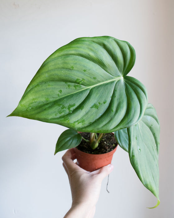 Philodendron 'McDowell' - 4"