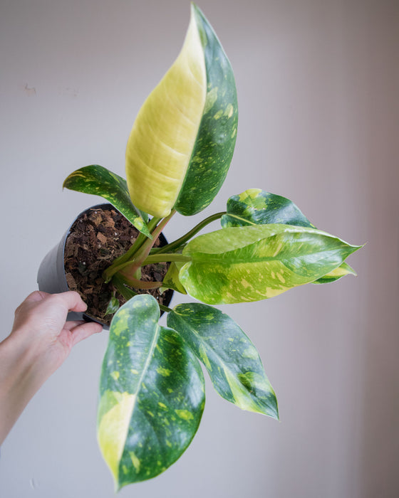 Philodendron Congo Green 'Marble Variegated' - 6"