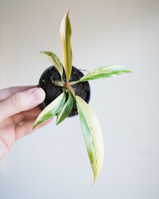 Philodendron 'Caramel Marble' - 2"