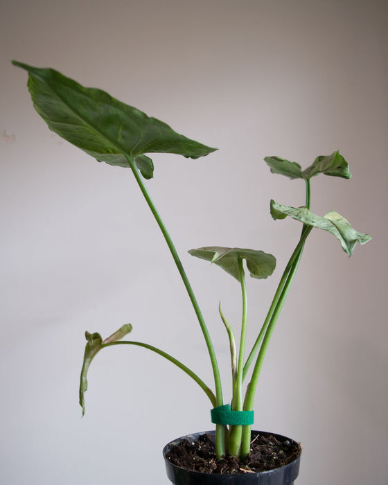 Syngonium Podophyllum 'Green Splash' - 4"