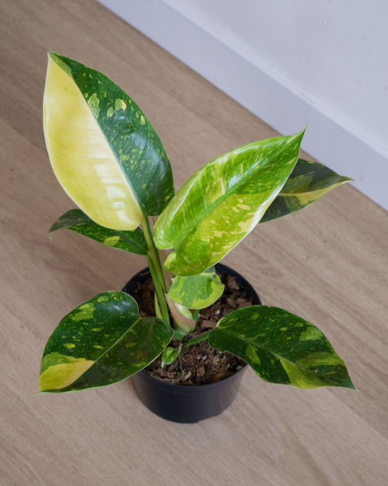 Philodendron Congo Green 'Marble Variegated' - 6"