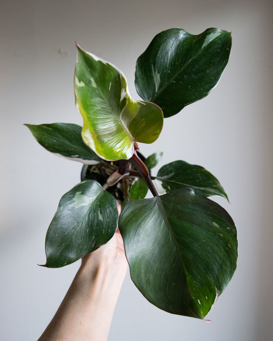 Philodendron 'White Knight' - 4"