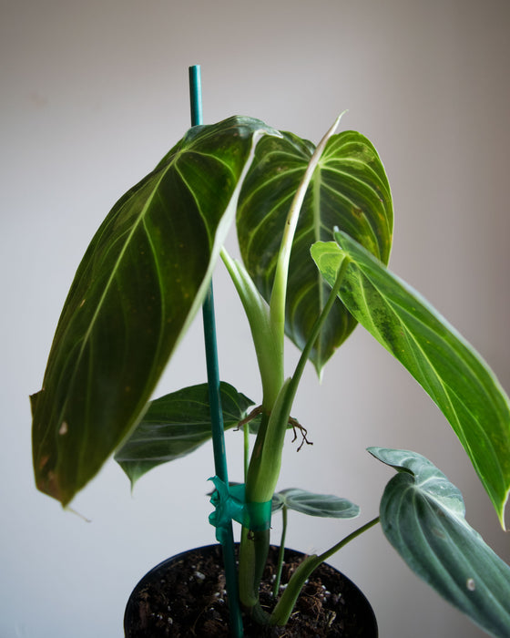 Philodendron Melanochrysum 'Variegated' - 4"