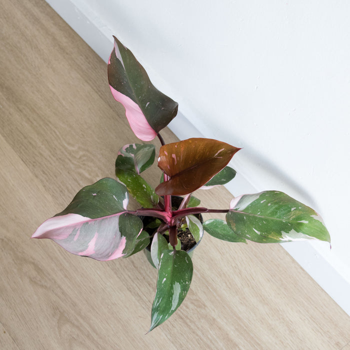 Philodendron Pink Princess - 4" (High Color)