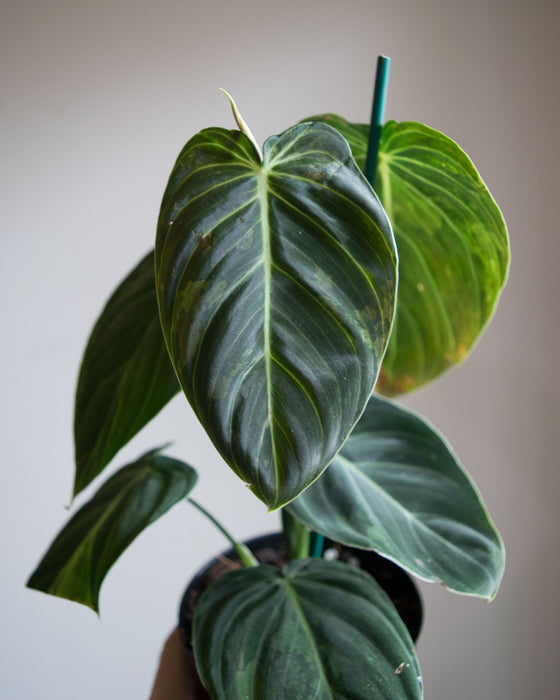 Philodendron Melanochrysum 'Variegated' - 4"