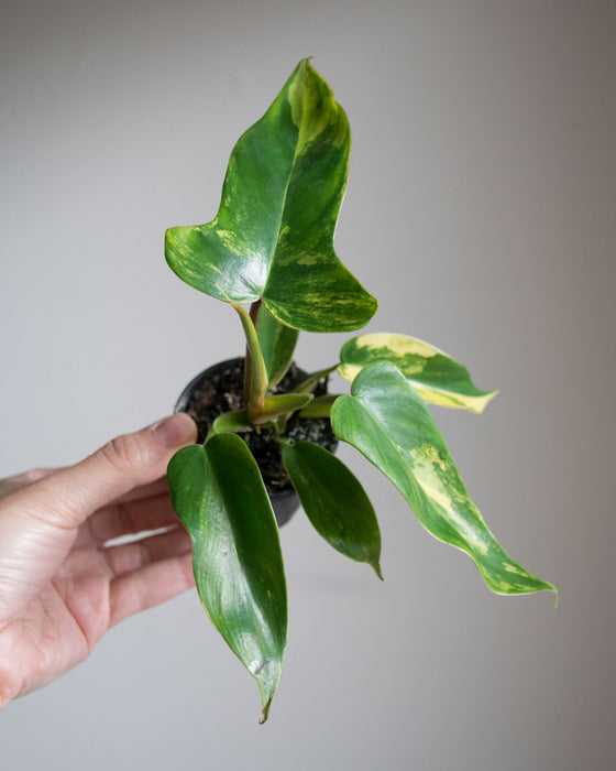 Philodendron Florida Beauty Variegated - 2"