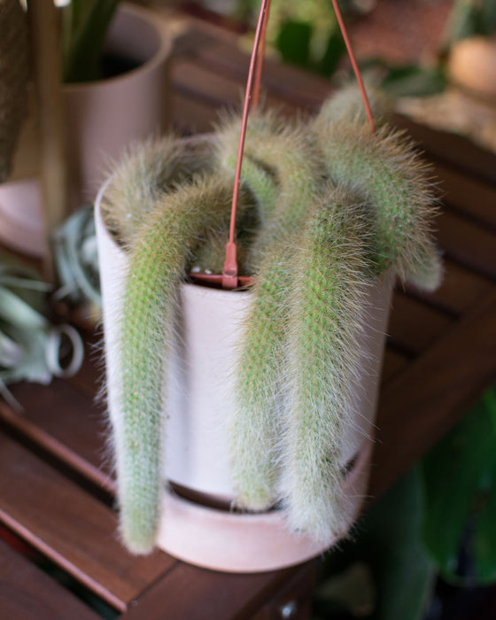 Monkey Tail Cactus - 6" (rare mature specimen)