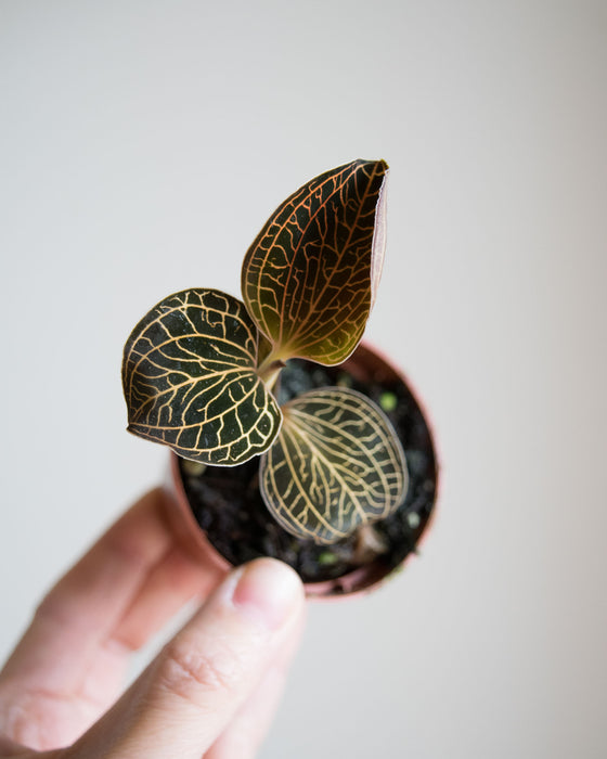 Anoectochilus Chapaensis 'Jewel Orchid' - 2"