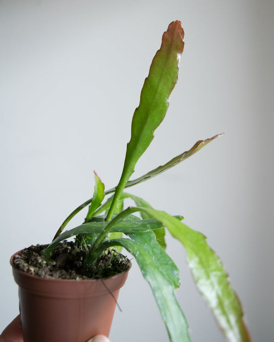 Epiphyllum Hookeri - 2"
