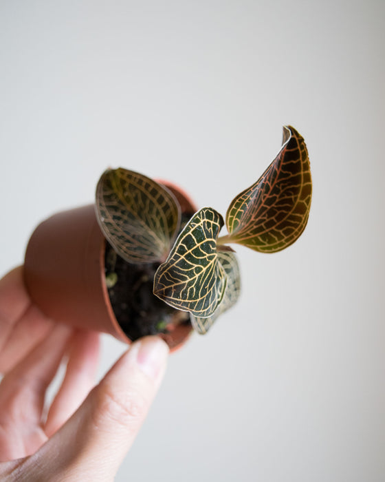 Anoectochilus Chapaensis 'Jewel Orchid' - 2"