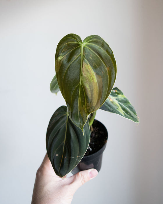 Philodendron Melanochrysum 'Variegated' - 3"