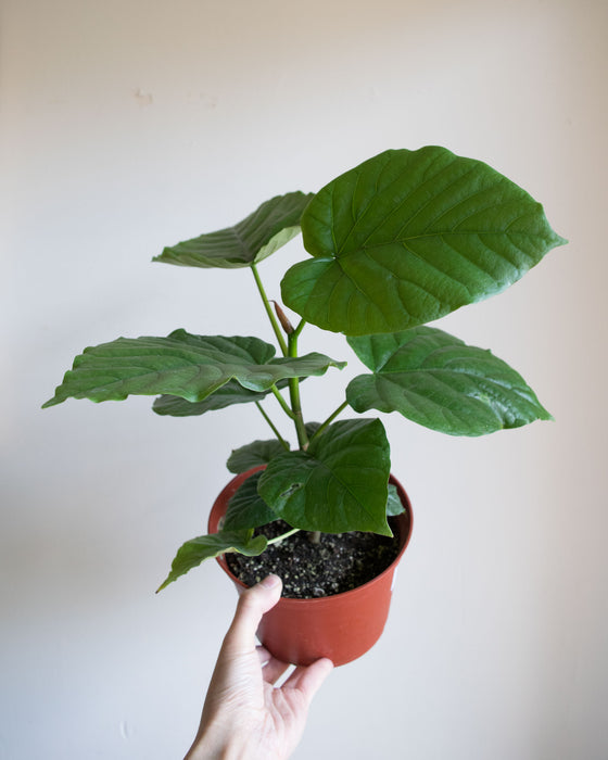 Ficus Umbellata - 6"