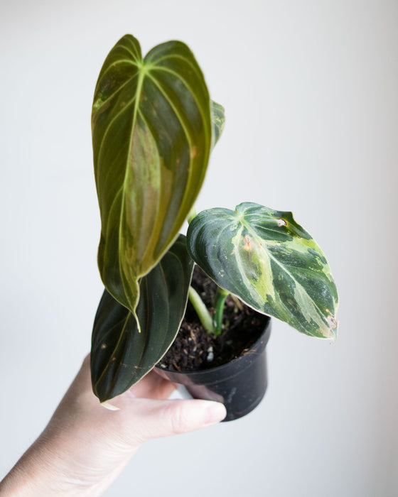 Philodendron Melanochrysum 'Variegated' - 3"