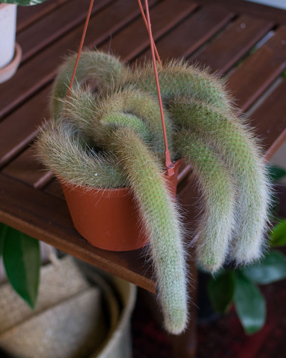 Monkey Tail Cactus - 6" (rare mature specimen)