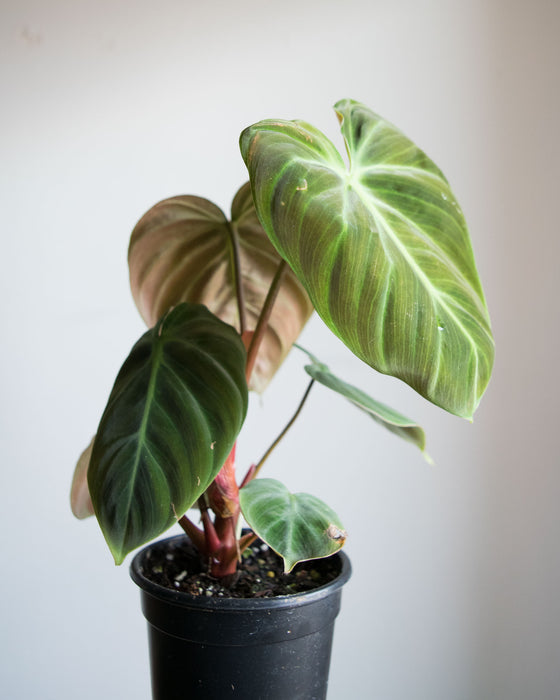 Philodendron 'El Choco Red' - 4"
