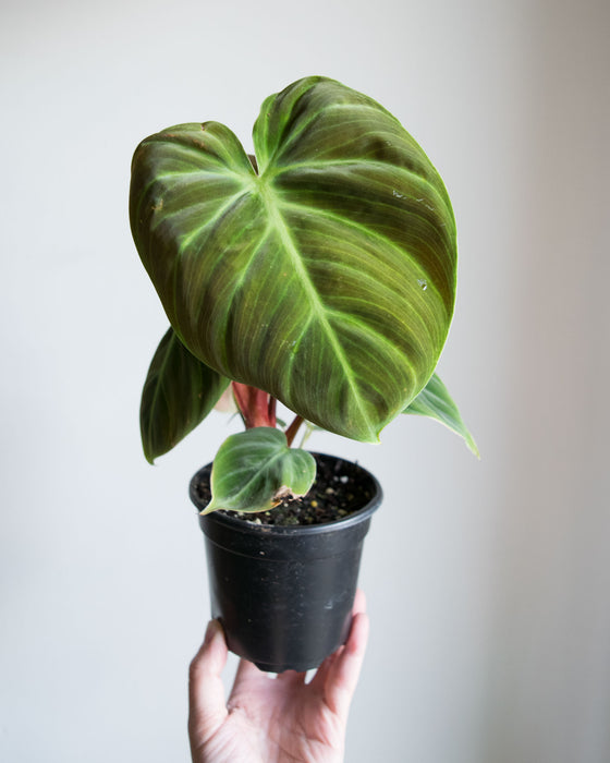 Philodendron 'El Choco Red' - 4"