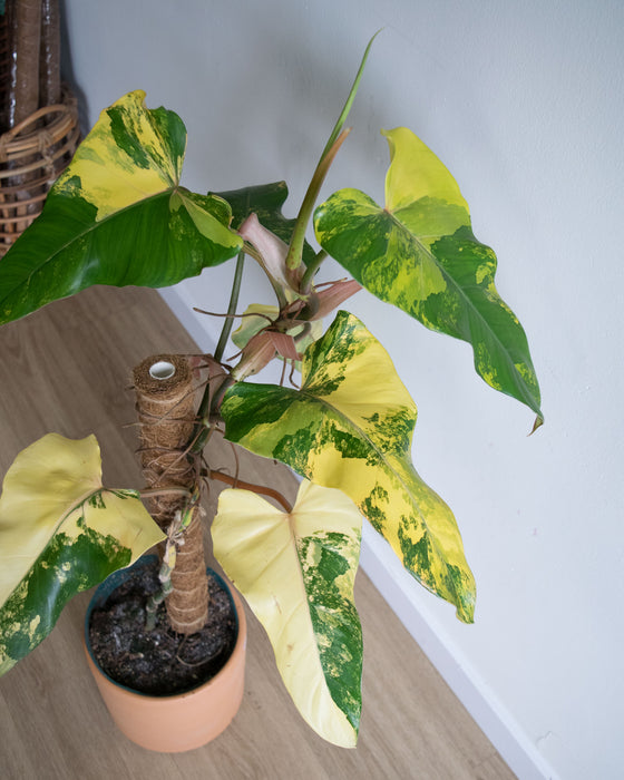 Philodendron Domesticum 'Variegated' - 8"