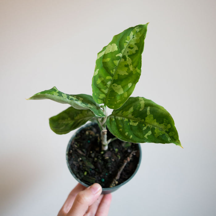 Chinese Evergreen 'Pictum Tricolor' - 4"