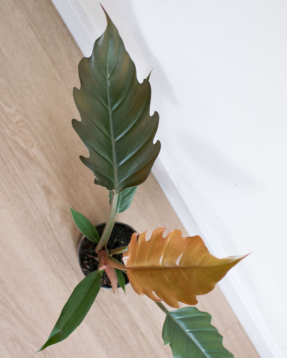 Philodendron 'Pluto' - 4"