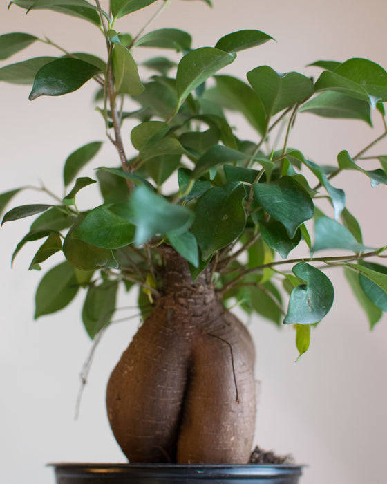 Ficus Retusa 'Ginseng' - 6"
