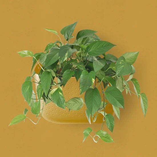 Eco Wall Planter - Mustard