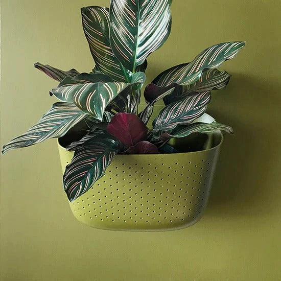 Eco Wall Planter - Olive