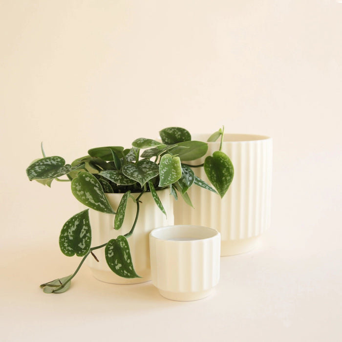 6.5" Monroe Pot - Vintage White